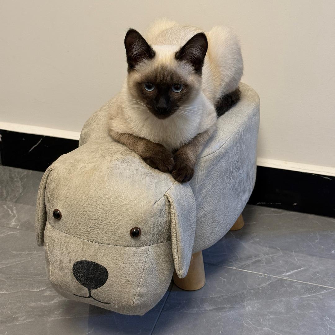 黑脸的张飞叫喳喳