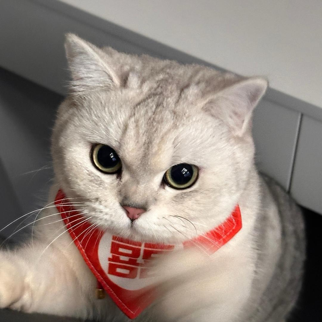 泡公主在逃日记