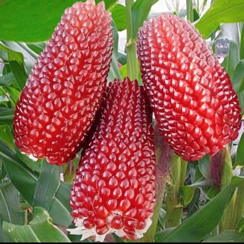 小花甄选