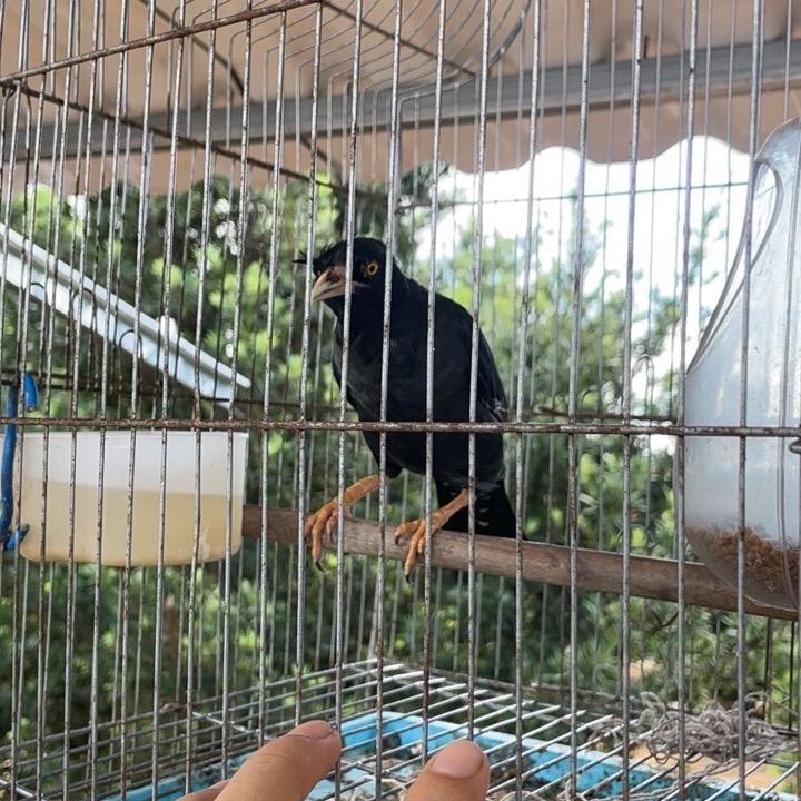 北海黑八鹩哥生态养殖