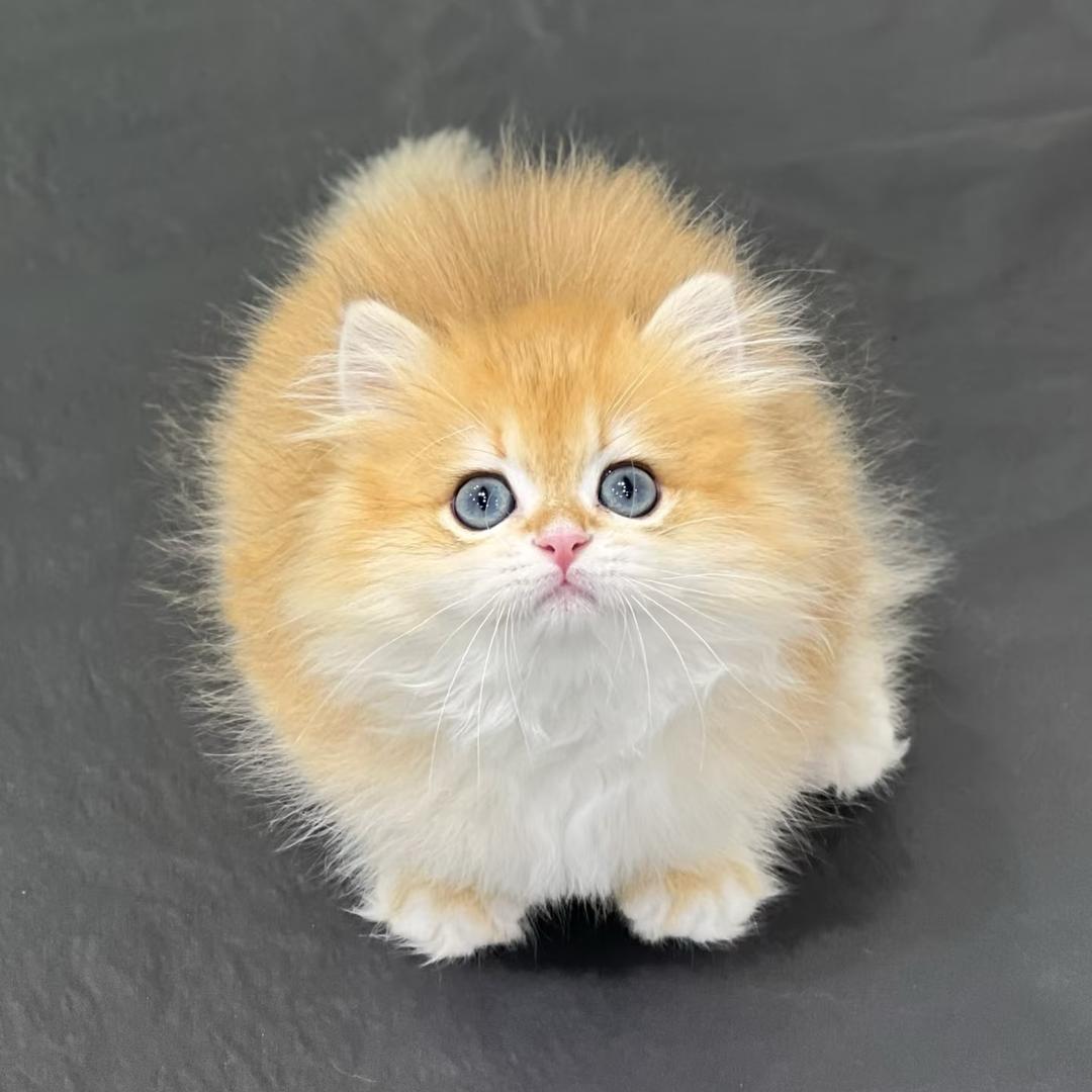 重庆小猫平价领养基地