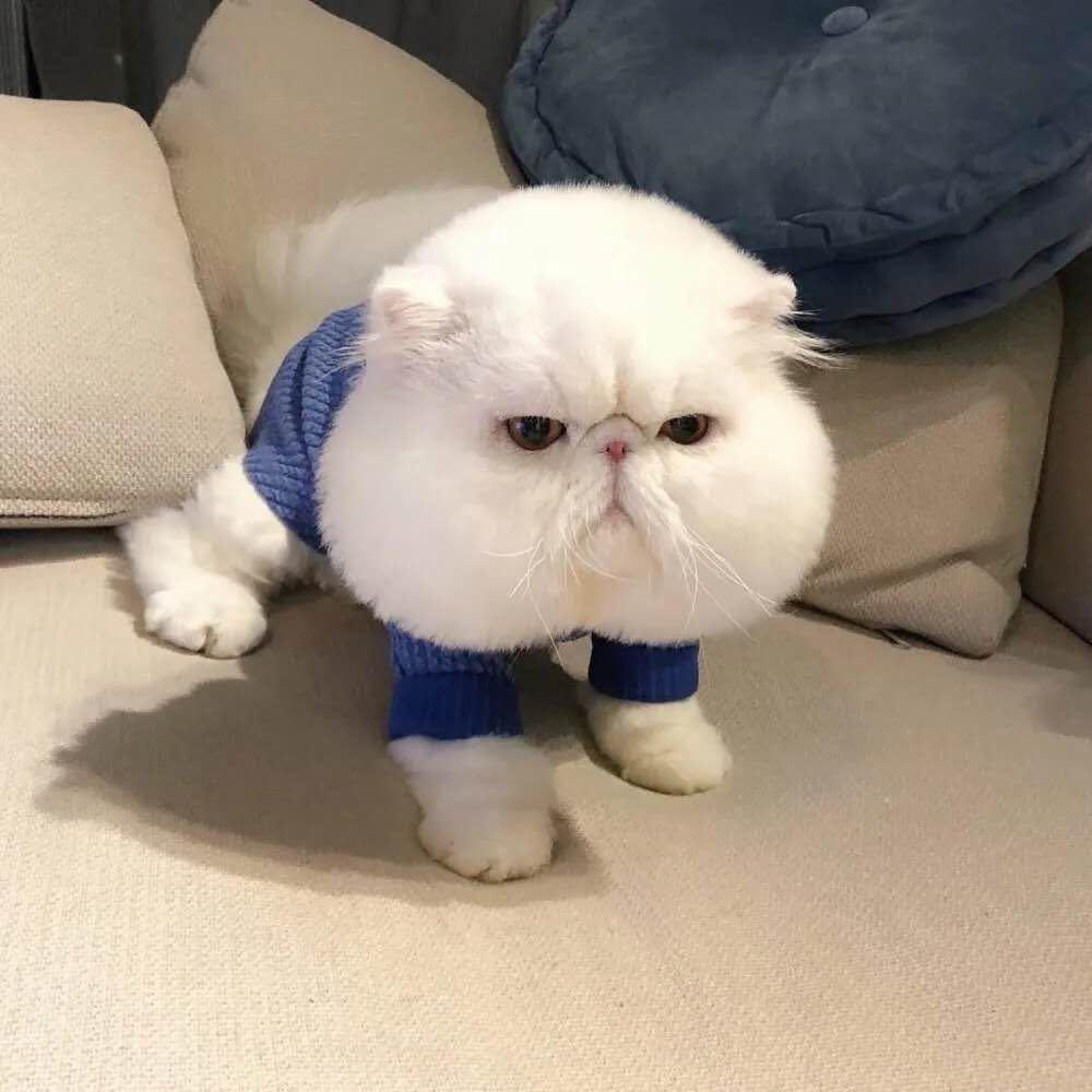 摘星y