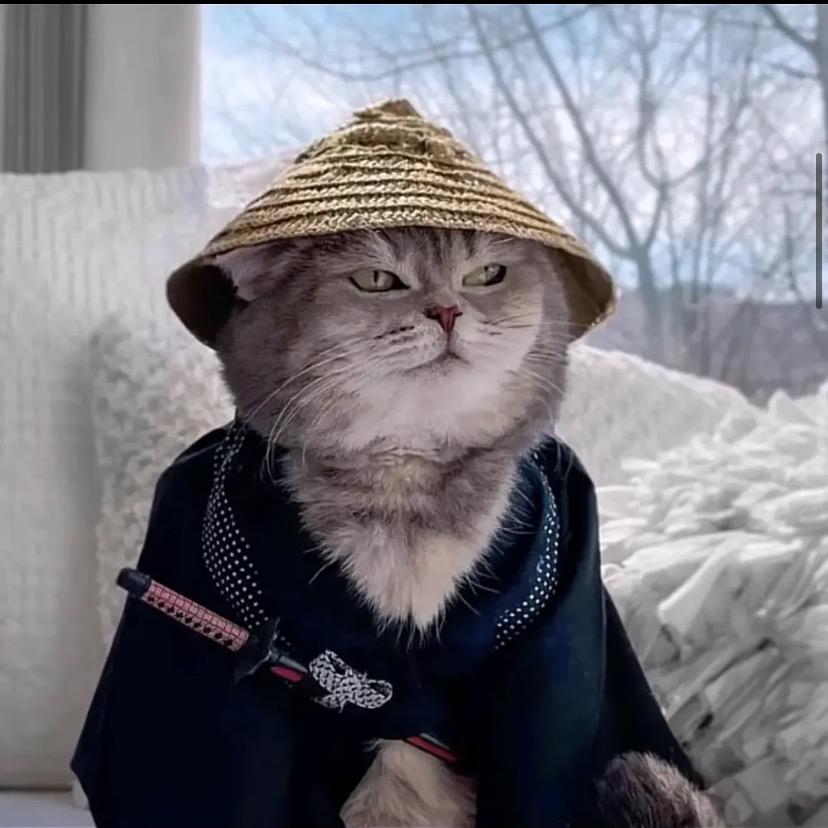 猫咪大侠