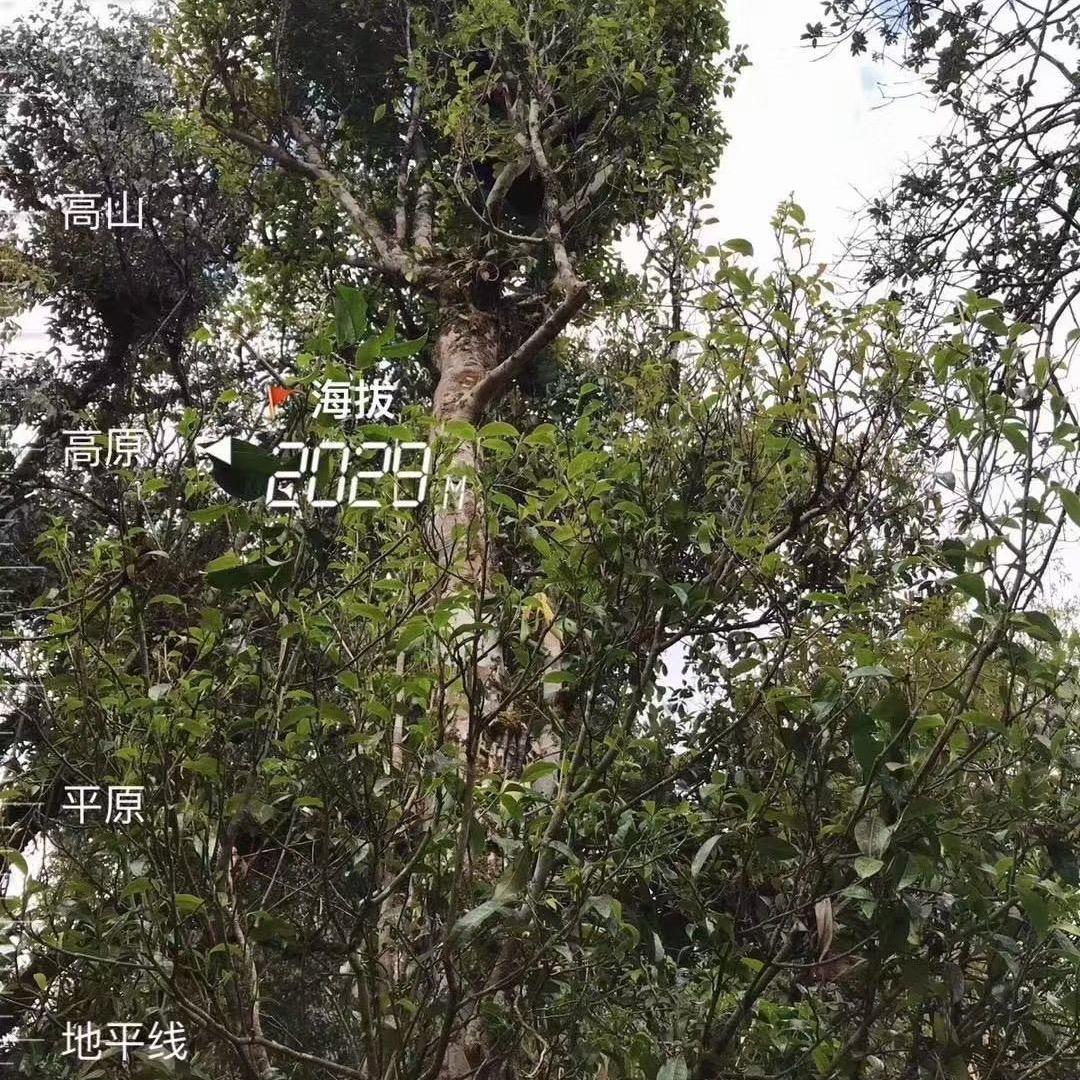 禾巴茶道院