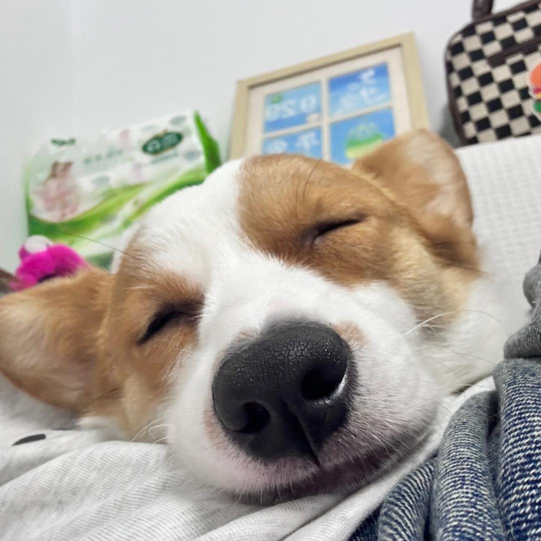 狗富贵是个女孩子啊.