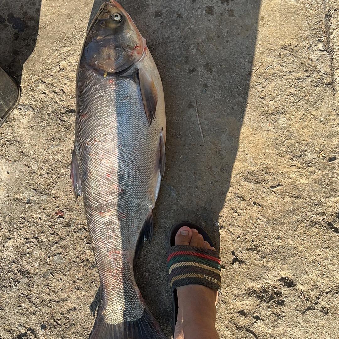🌈 好好钓鱼🎣