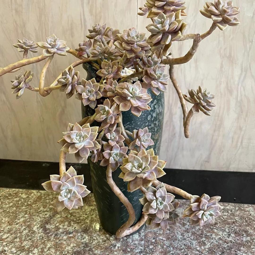 鹏程陶艺一号店