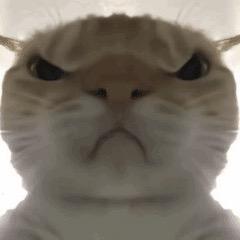 叙利亚活珠子