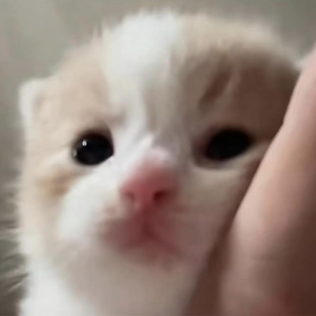 嘉