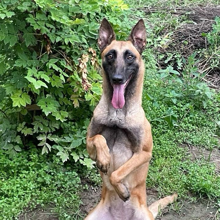 临夏县建国犬业