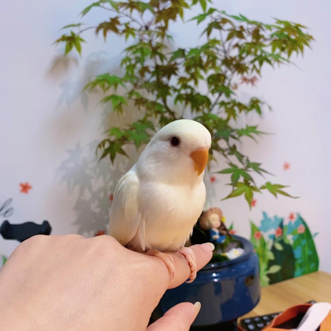 手养鹦鹉（辽源灵笼宠物鸟）