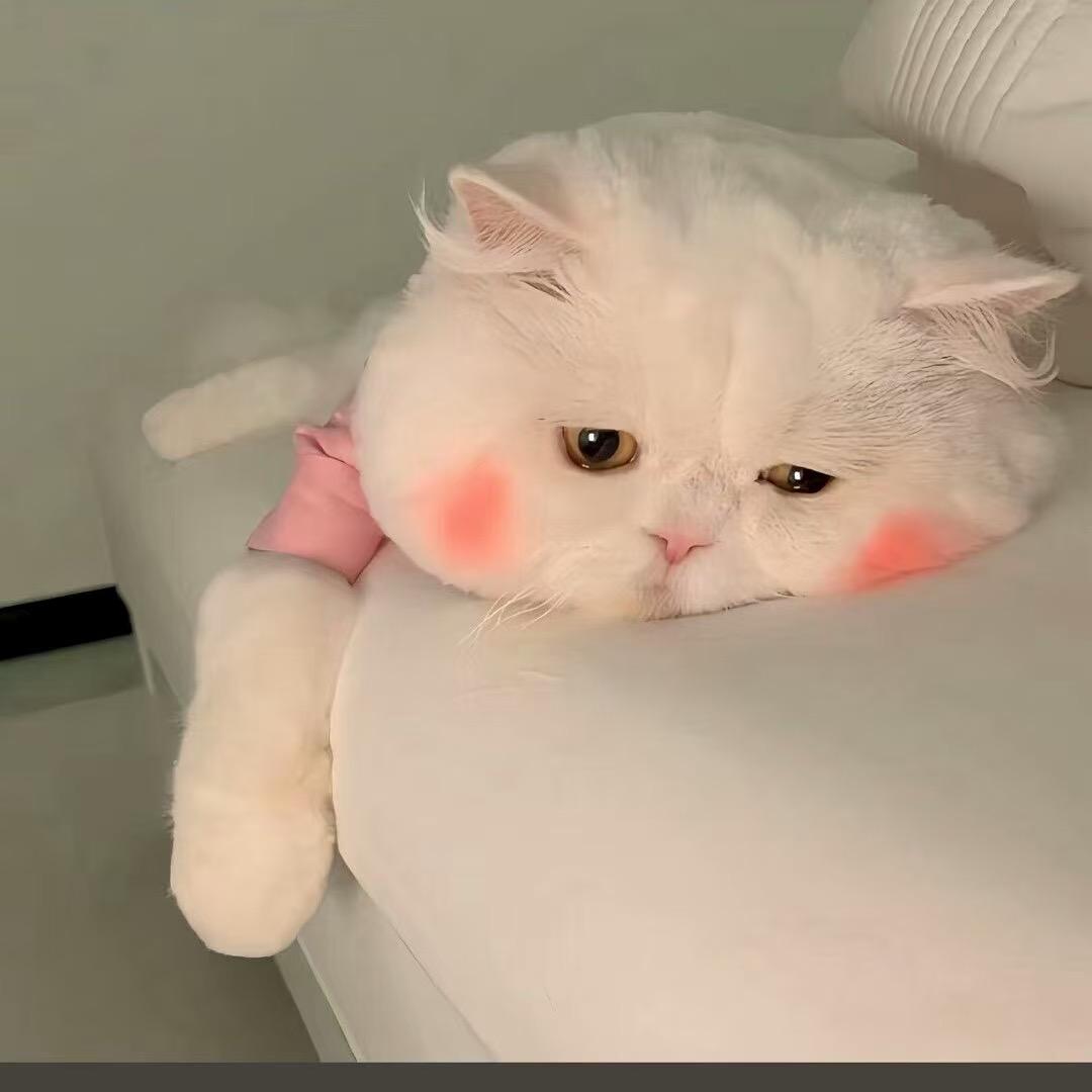 老邓爱养宠