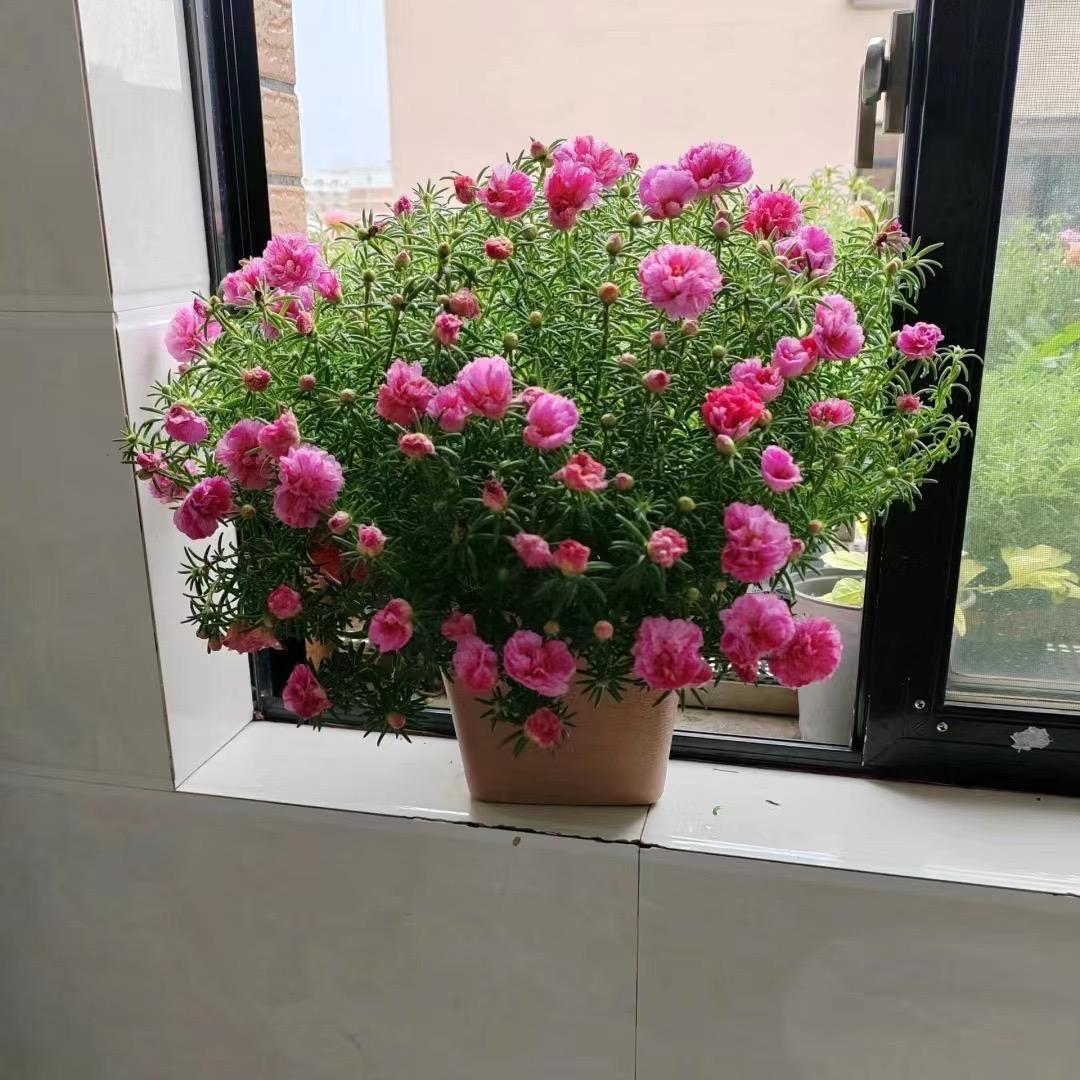 永星花卉店