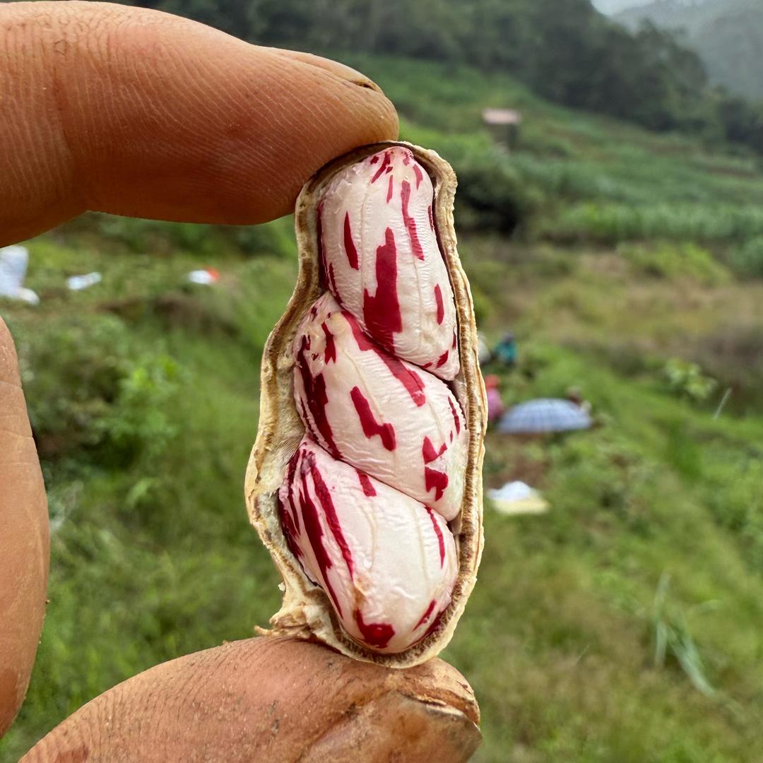 花生小鲜匠
