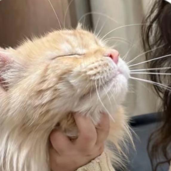 ㅤㅤ ㅤ     （　 ）