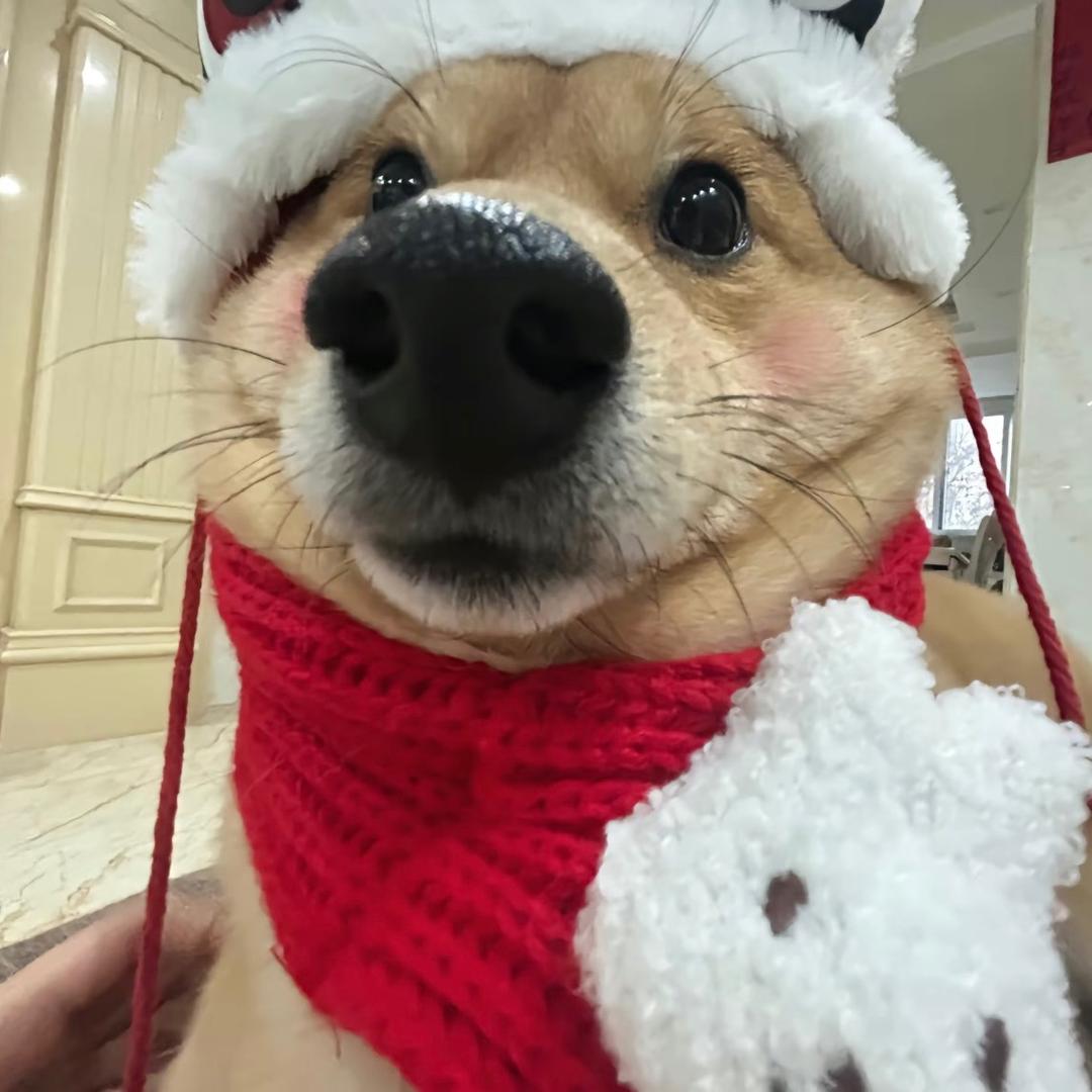 🌈有一只叫铁蛋的狗