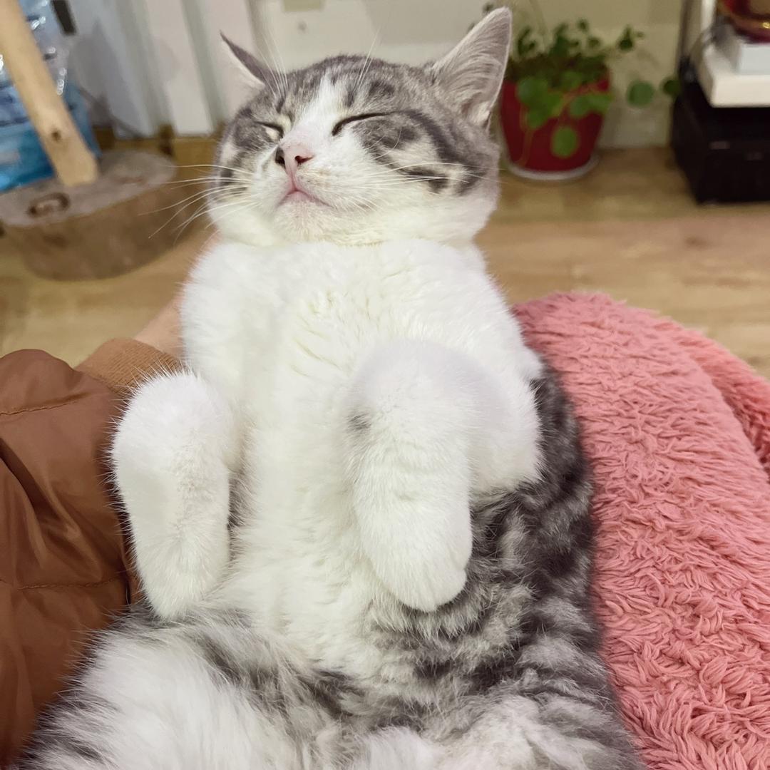 叮当猫日常
