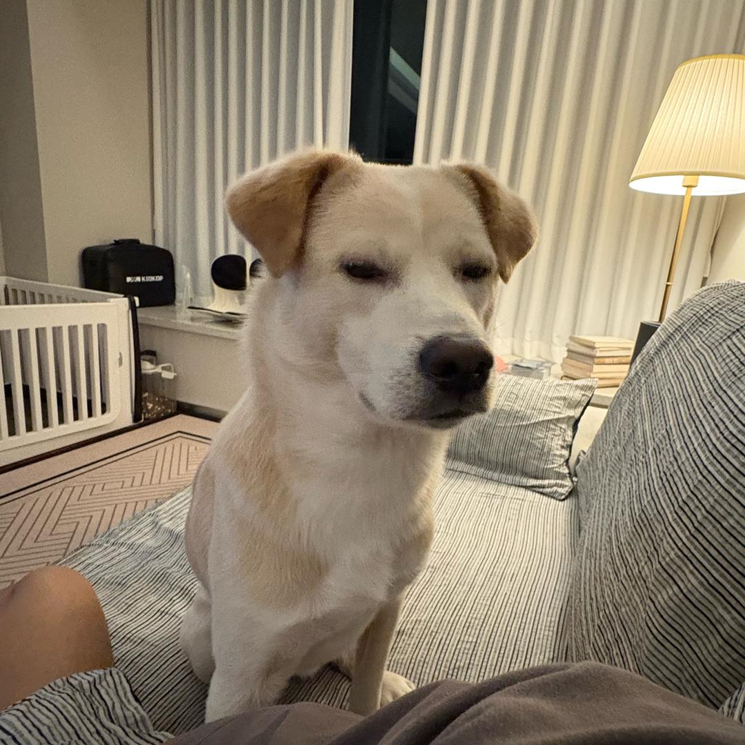 杰虎