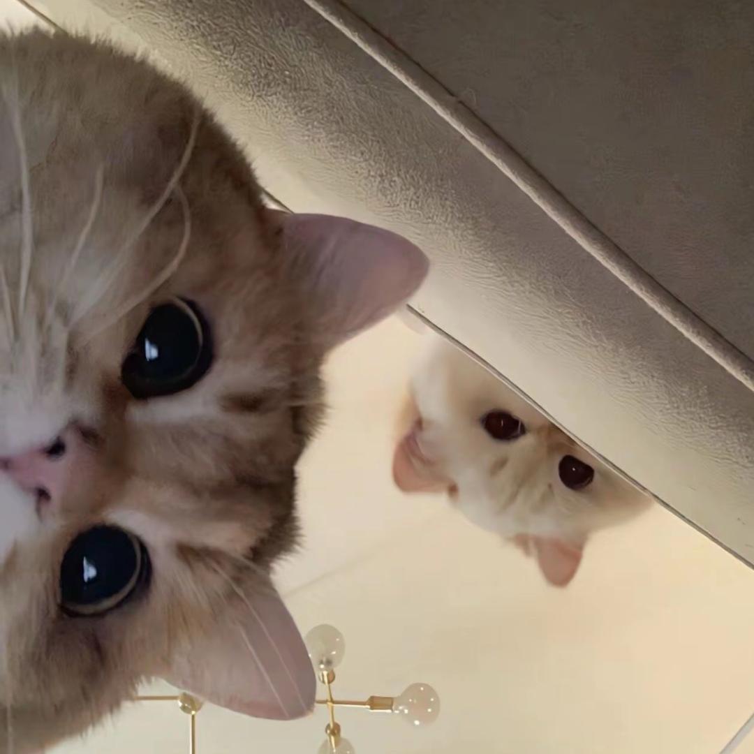 柒柒🫠