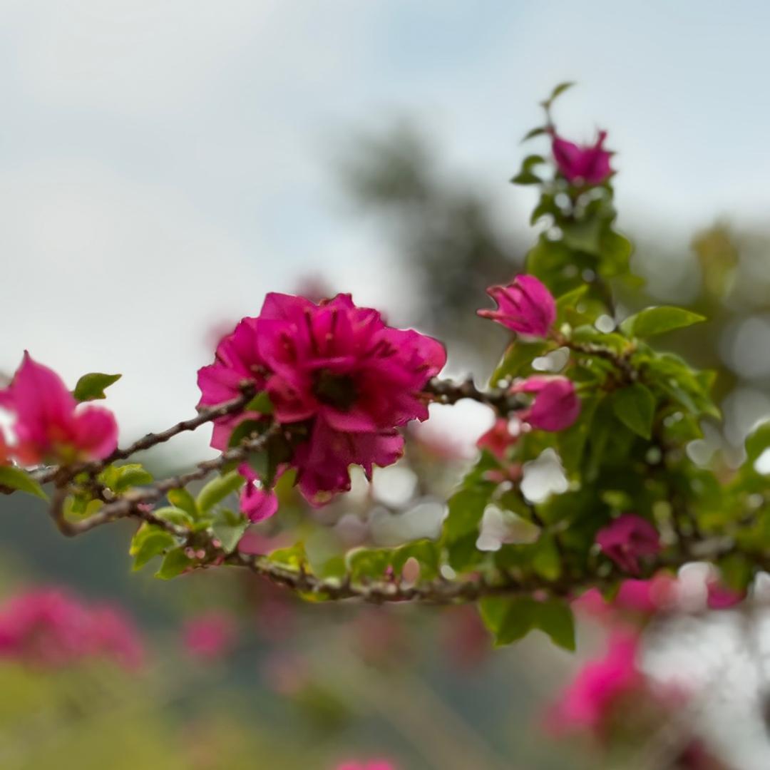 春暖花开
