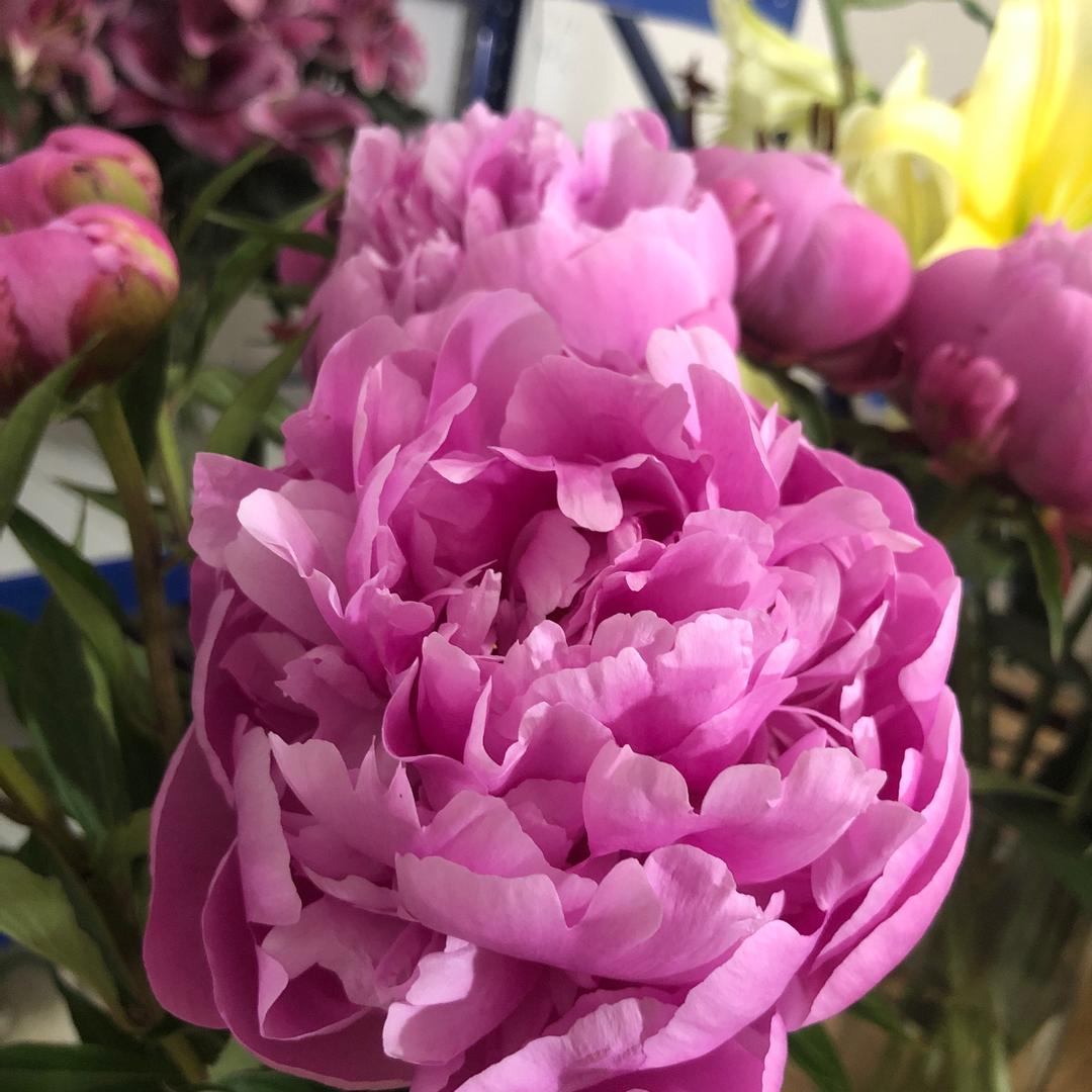 呈贡区芳姐鲜花铺
