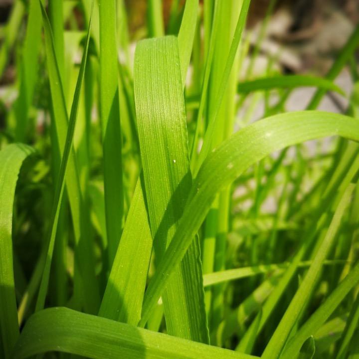 青青草