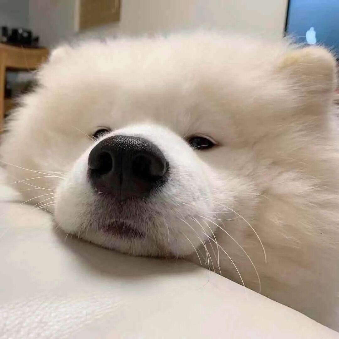 超级红烧🐟