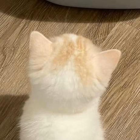 如意小橘猫🐾