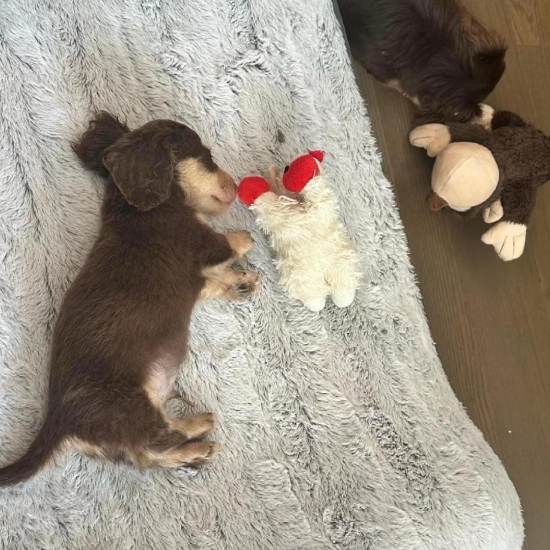 奔跑的大贝果🥯