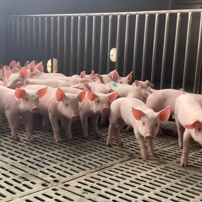 养猪的老王（楼房养殖）