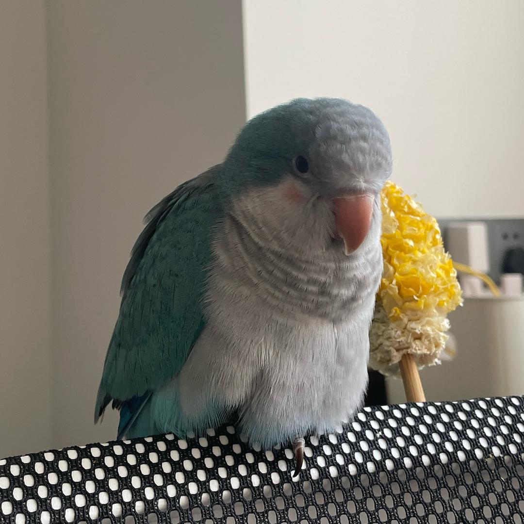 T呆呆呀🐦