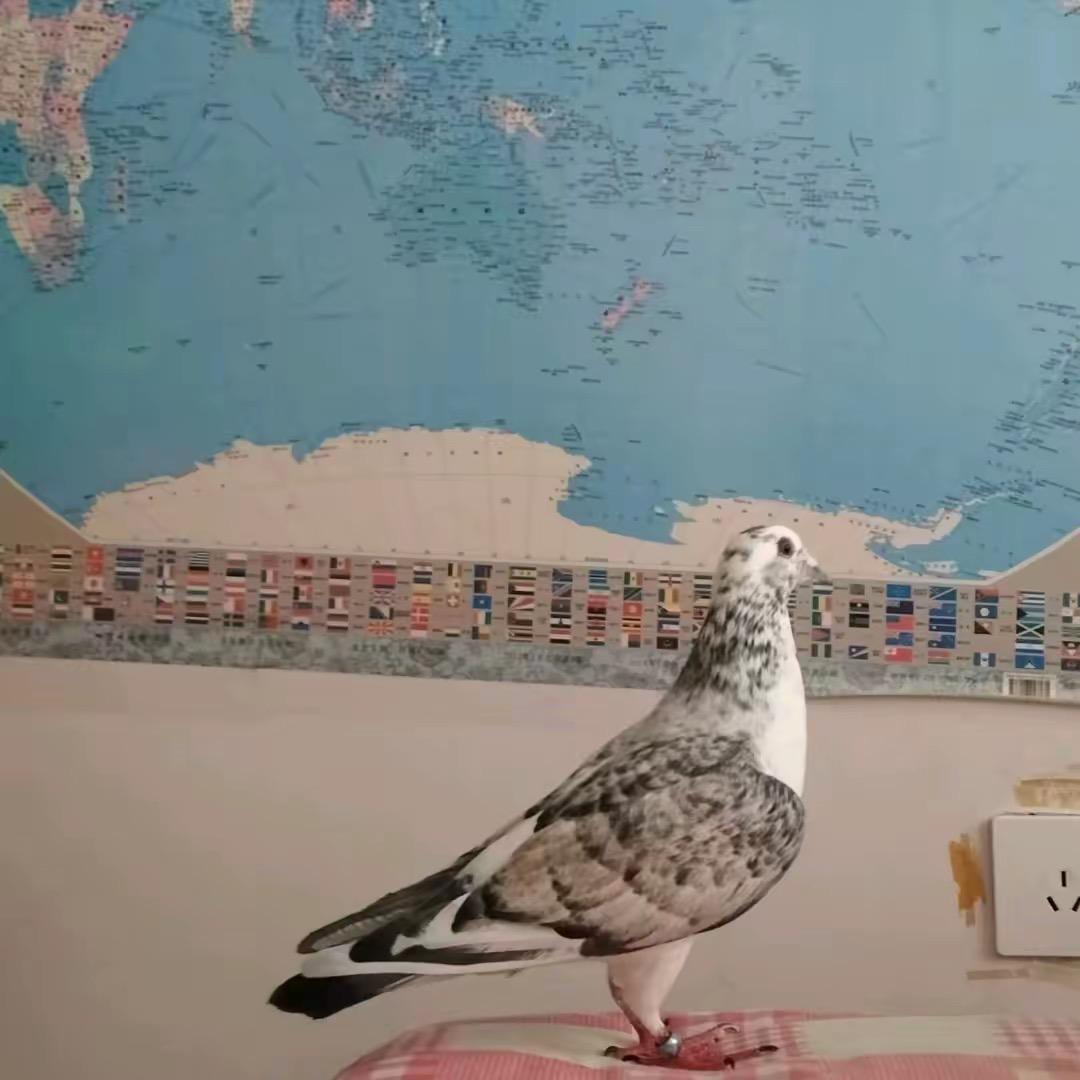 空空好物.