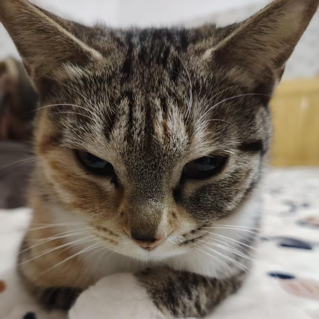 傲娇小花猫