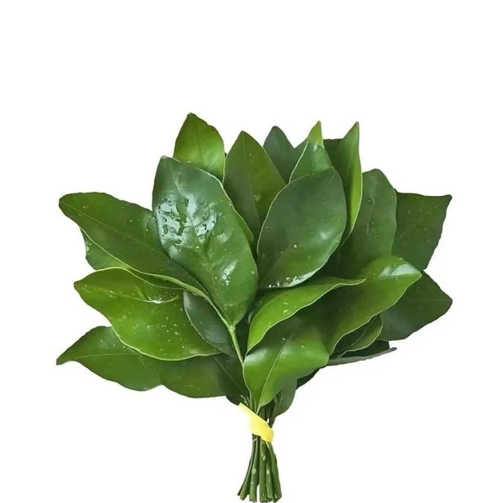 加菲猫