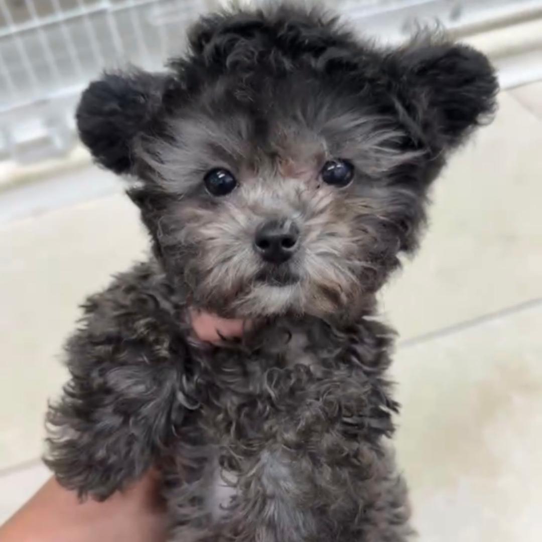 爱米是只灰泰迪