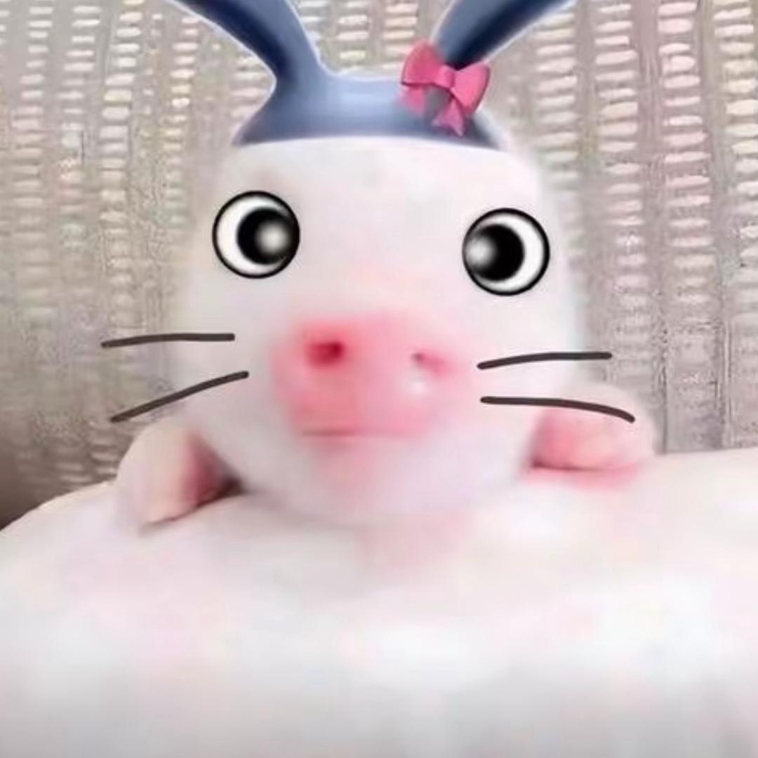 豆