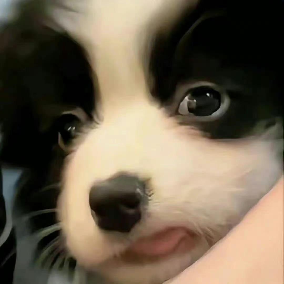 泰尔德🐰
