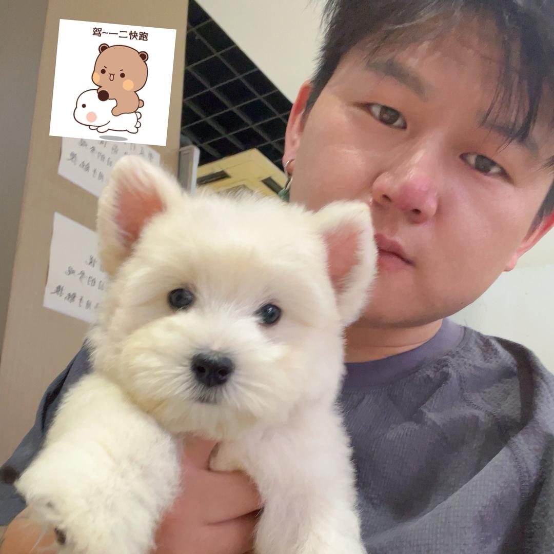 也狗也疯狂