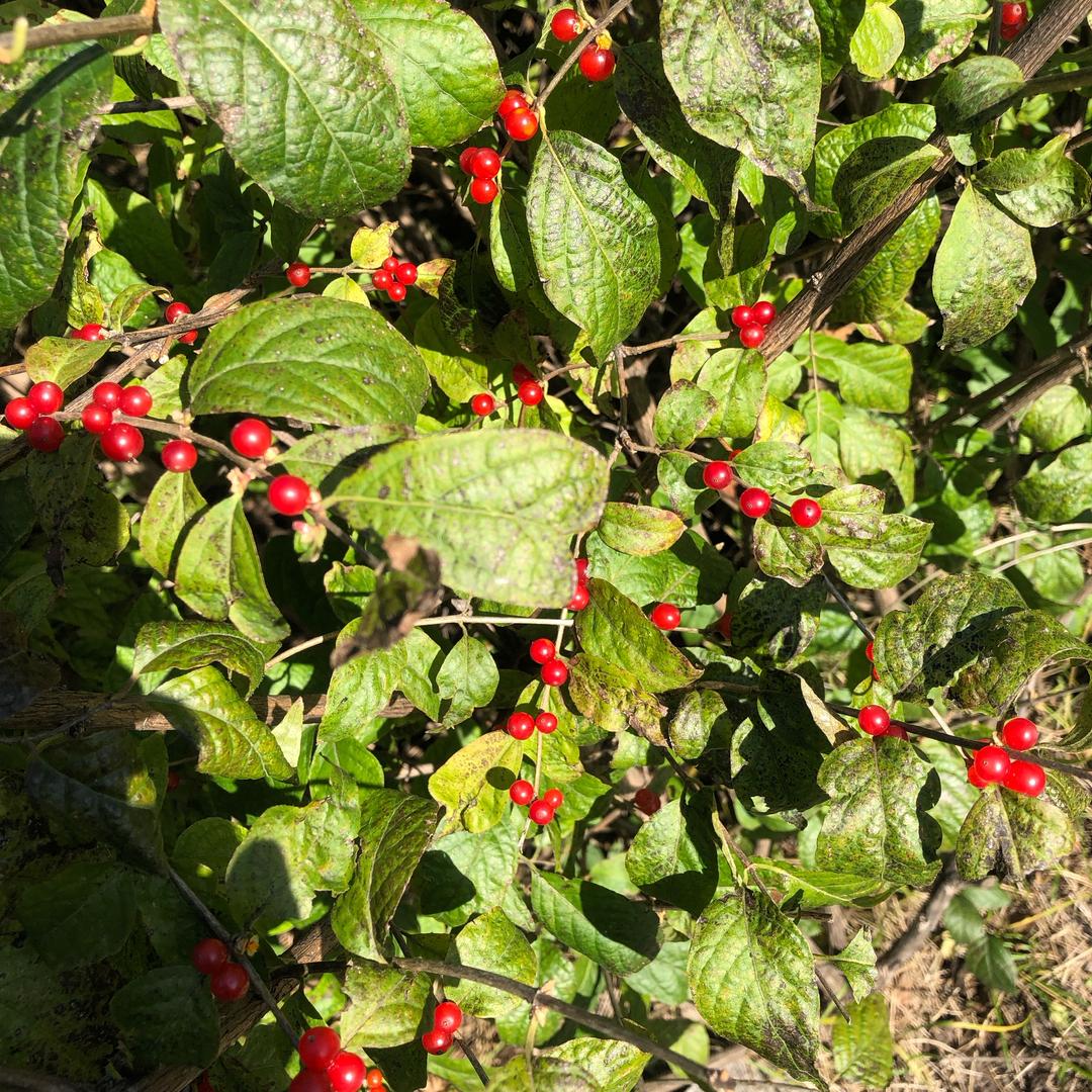 抚远市抚远镇娜佳俄品馆网店