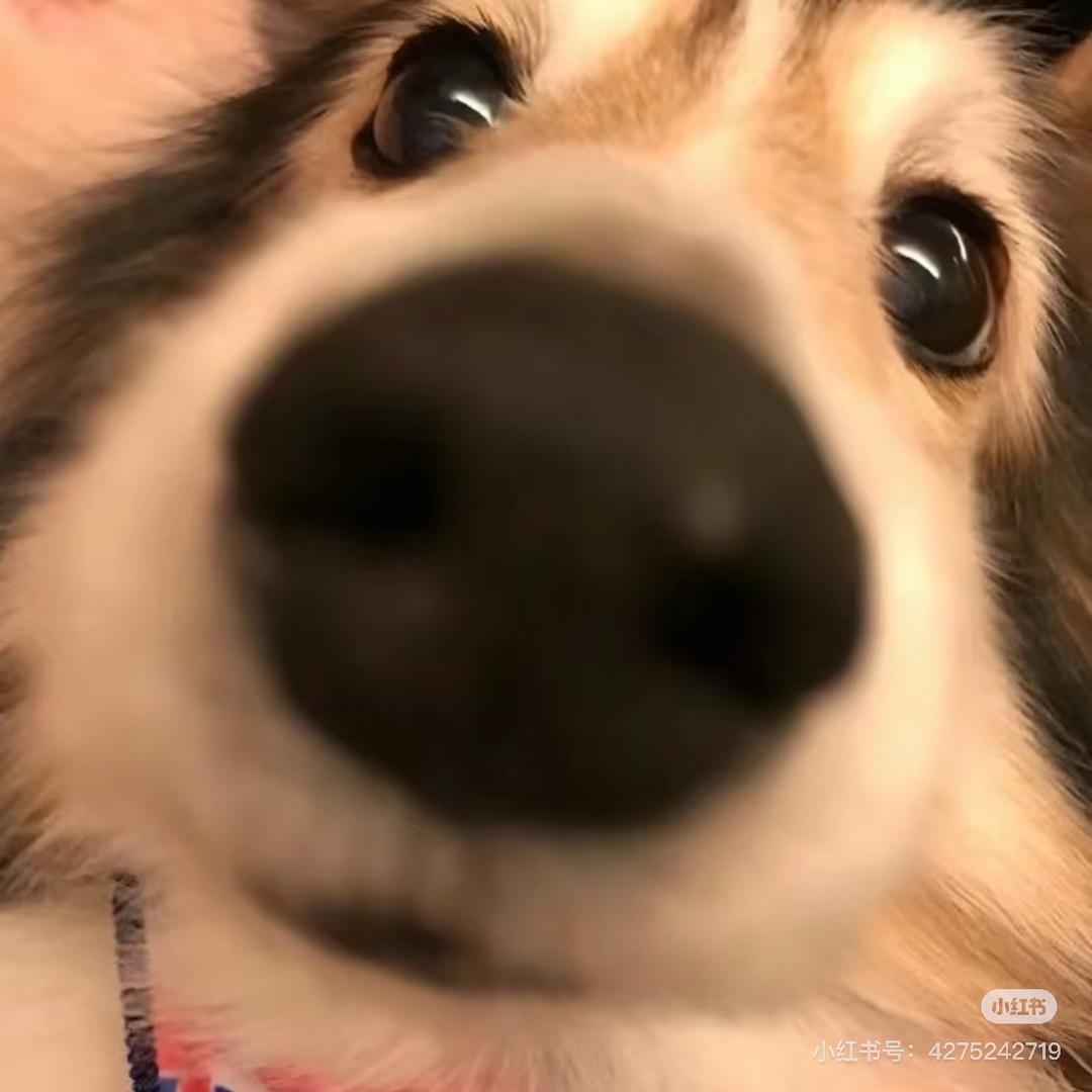 雨竹(三角洲行动）