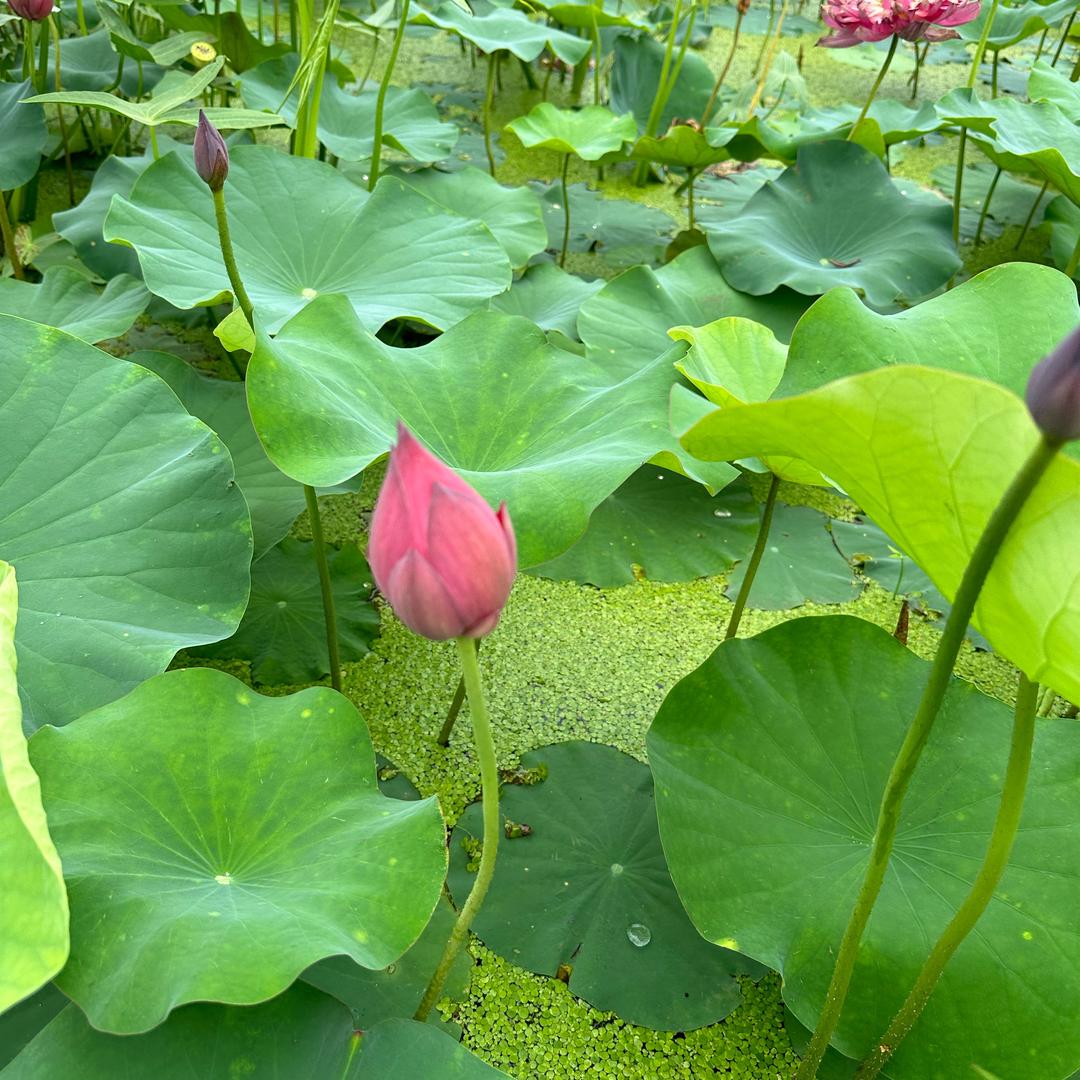 今一小筑一一日月星辰一一恩大女主