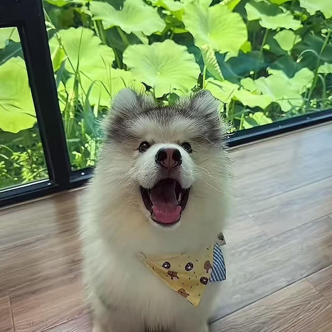 杨枝甘露