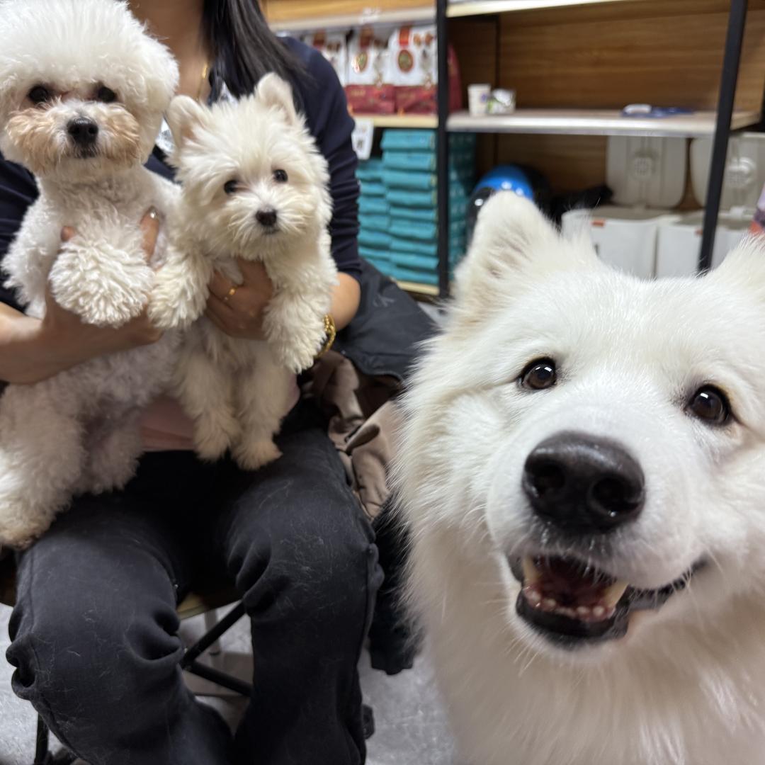 昌吉市斑宠宠物