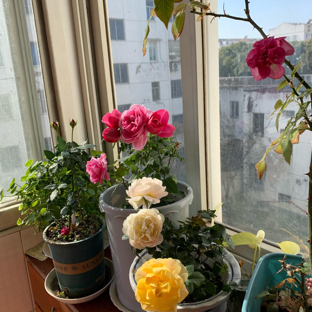 新希望双喜-苏州