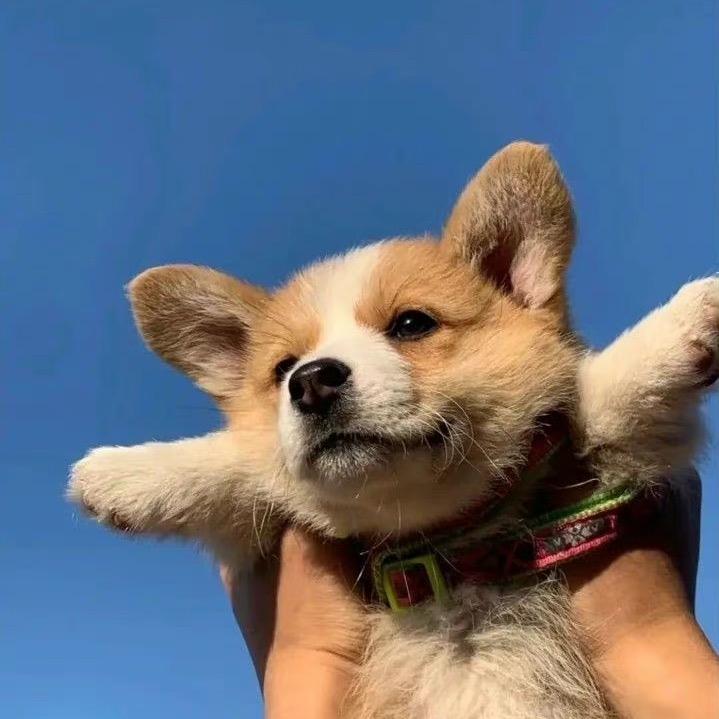 忠心耿耿的油菜花