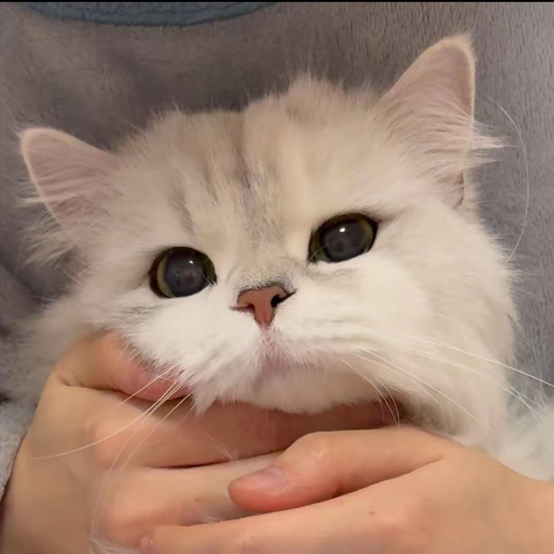 小q