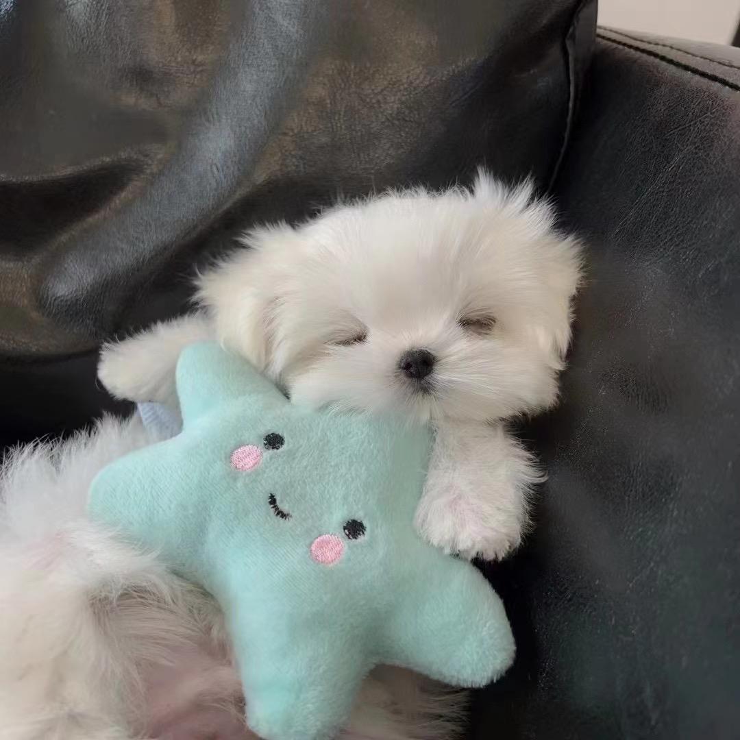 抱着星星的狗