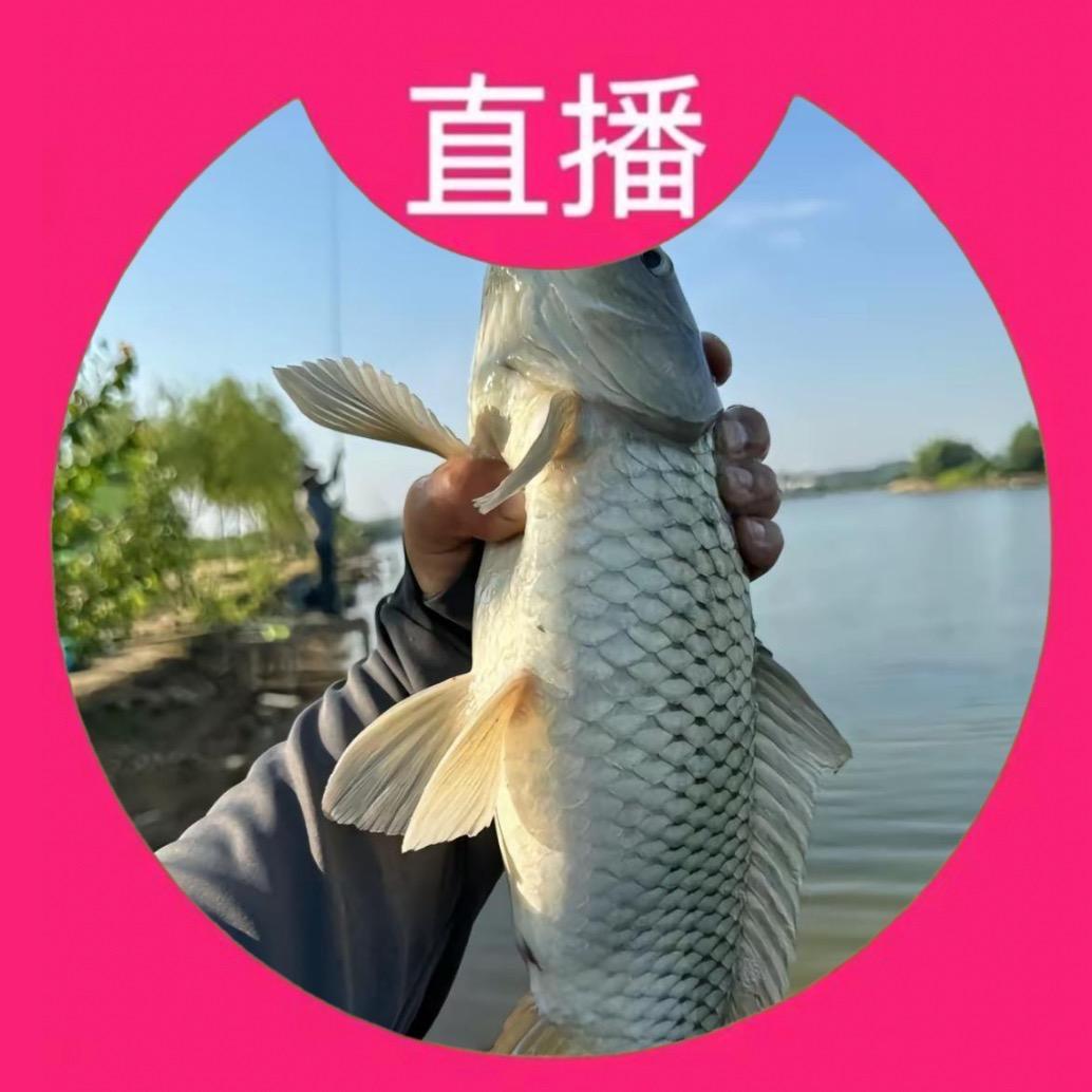 老司机钓鱼🎣🎣