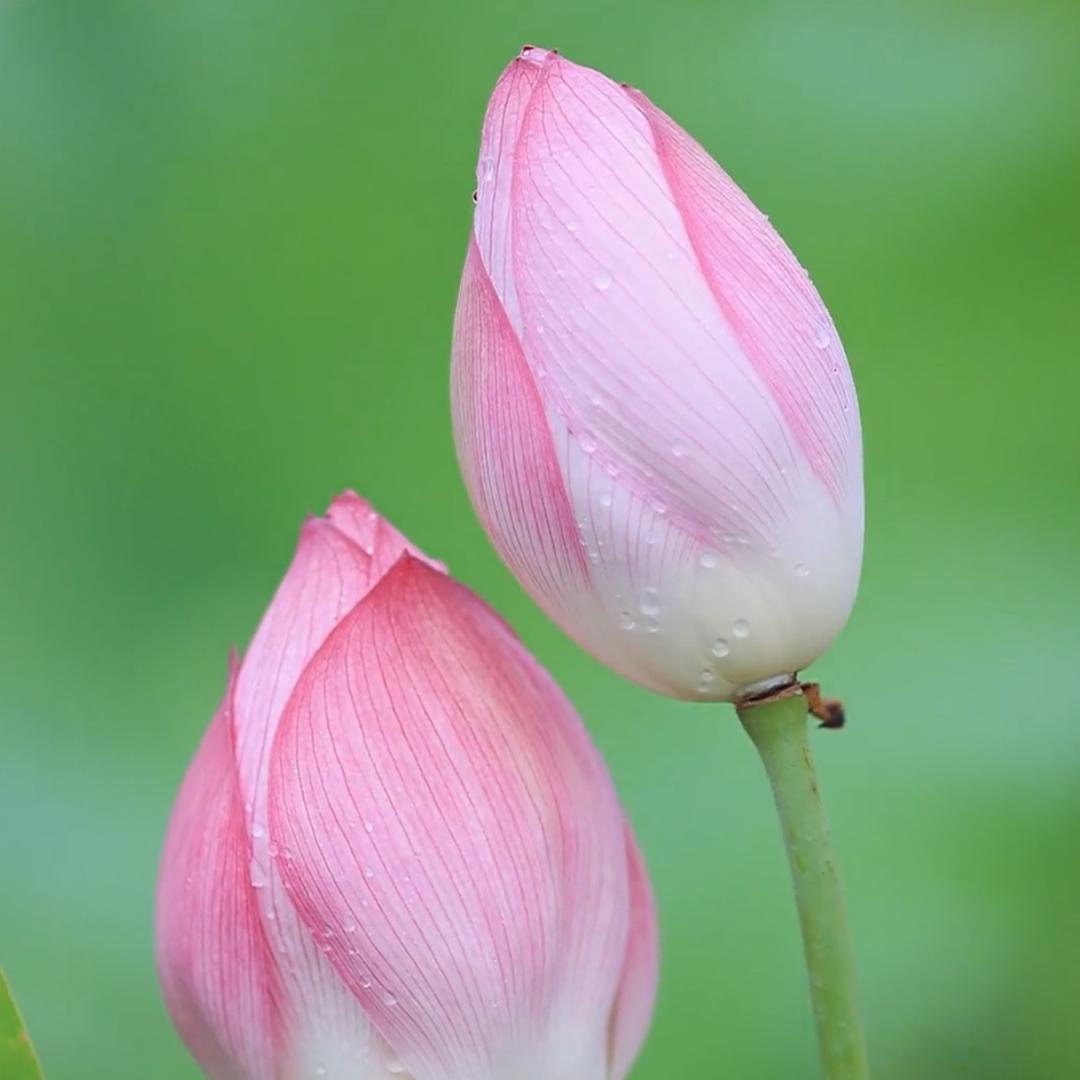 ☘️如愿
