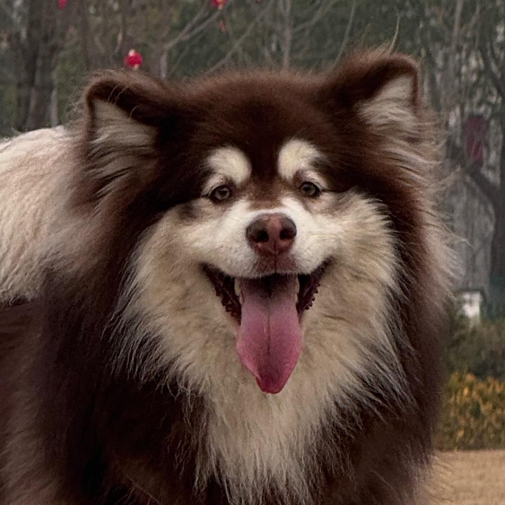 阿拉斯加宝贝 拉菲儿